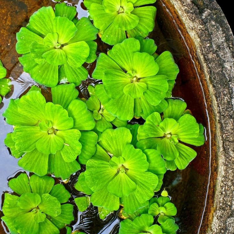 2 Water Lettuce Live Floating Plants - Large Aquatic Pond Plants