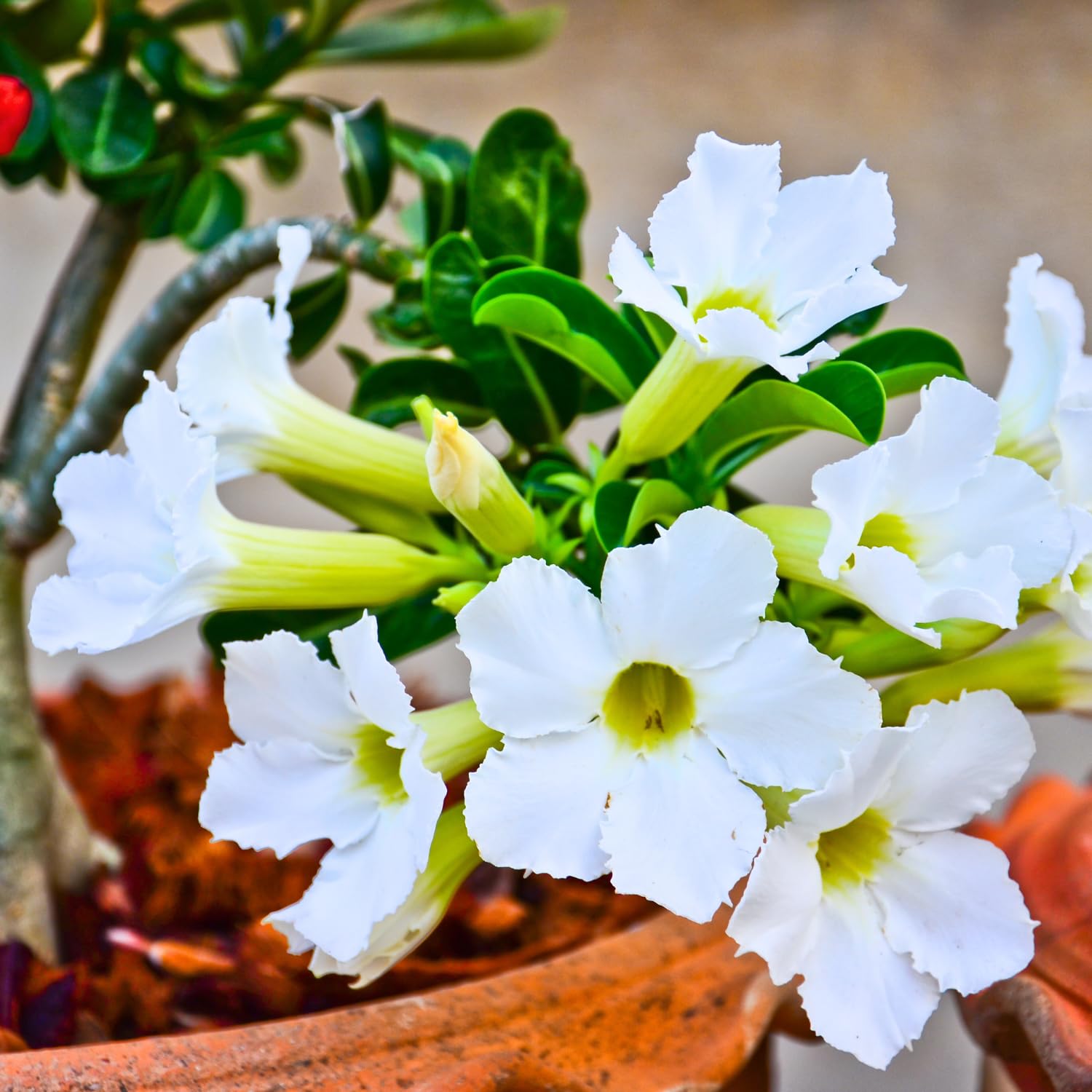 White Desert Rose Plant Live, Adenium Desert Rose Bushes Well Rooted, 4-7" Tall, Flowering Succulent Seedling