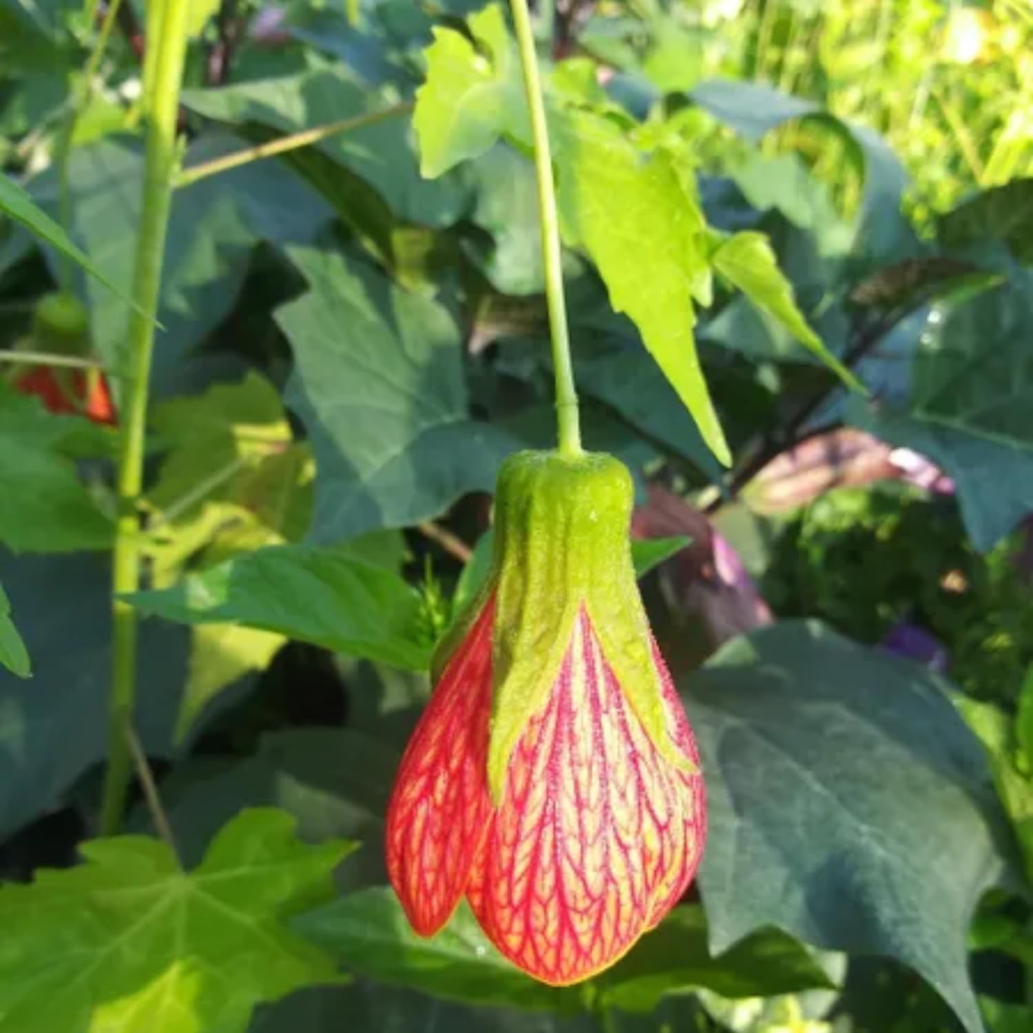 Set 2 Abutilon Plants Live, Trailing Abutilon Vine Hanging Lantern Flowers, 5-9 Inch Tall Indoor Outdoor (Orange Abutilon)