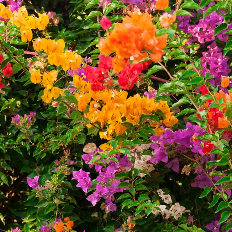 Set 2 Mix Bougainvillea Plants, 5-8" Tropical Bougainvillea Plant Starter, Colorful Perennial Blooms, Live Well Rooted Plant