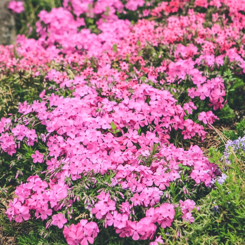 YOKEBOM Set 2 Pink Creeping Phlox Plants, Hardy Perennial Phlox Flowers, Vibrant Ground Cover for Garden and Landscape, Ready to Grow Plugs 3-5 Inches
