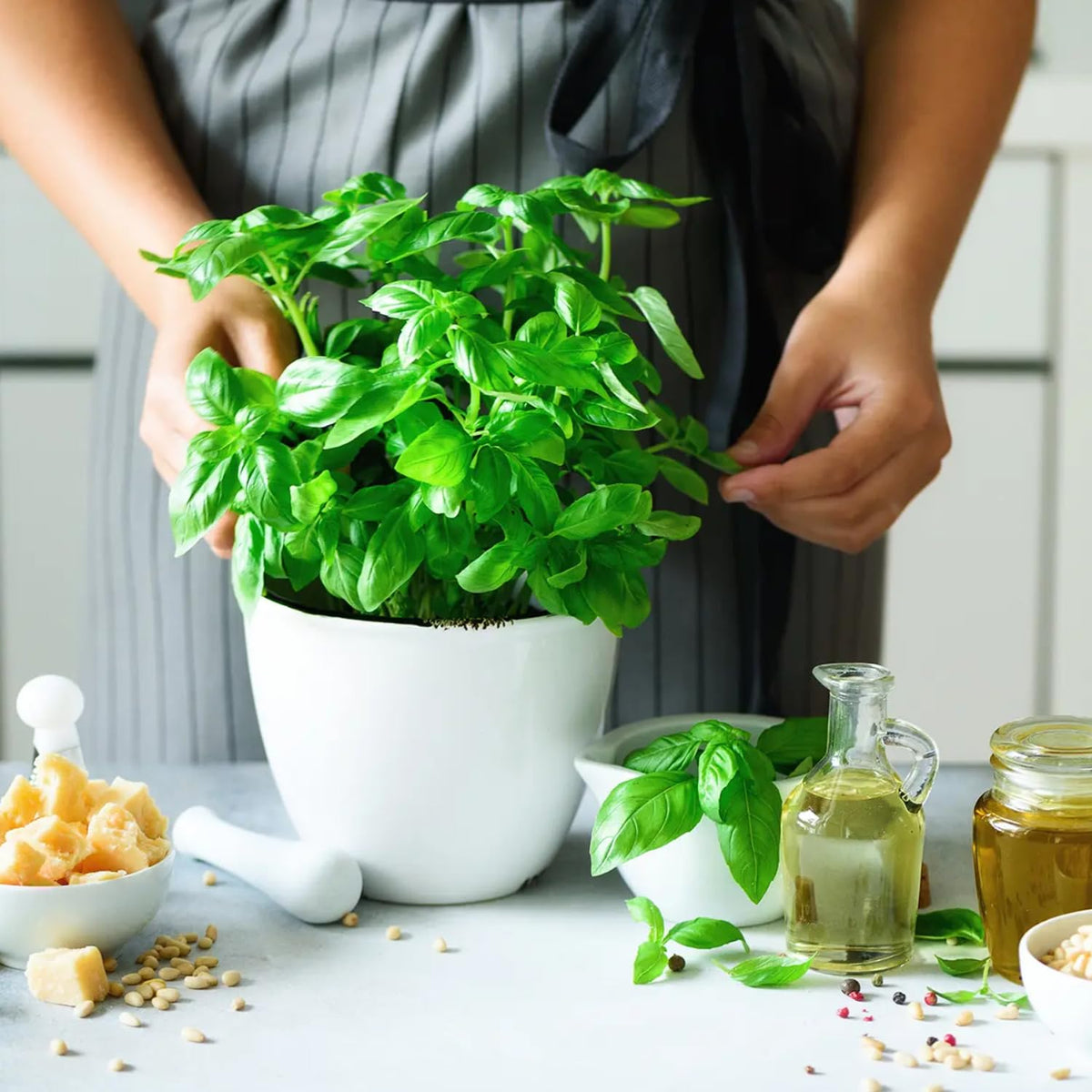 6 Greek Basil Plants Live Seedlings for Culinary Garden Herb Plant, Spring Planting, 4-7 Inches Tall, Easy for Planting Indoor Outdoor, Fragrant Basil Cold Hardy