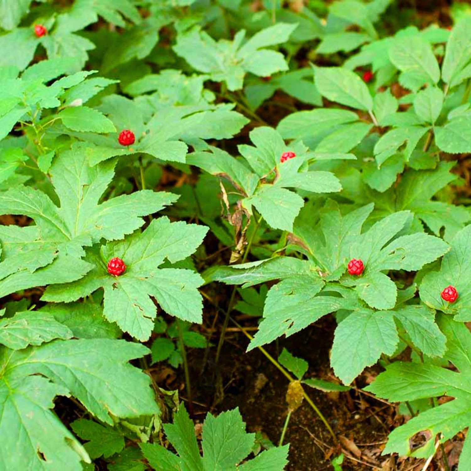 10 Goldenseal Roots Plants Live, Goldenseal Herb for Planting Indoor Outdoor, Bare Roots
