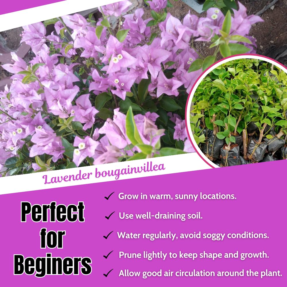 2 Bougainvillea Plants Live, Bougainvillea Flowering Vine Plant, Colorful Climbing Plants for Indoor Outdoor Garden 4-7 Inches (Lavender)