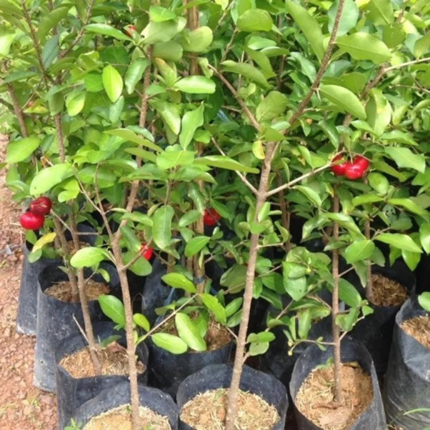 Acerola Red Cherry Seedling, Barbados Cherry Live Plant, 5-9” Tall