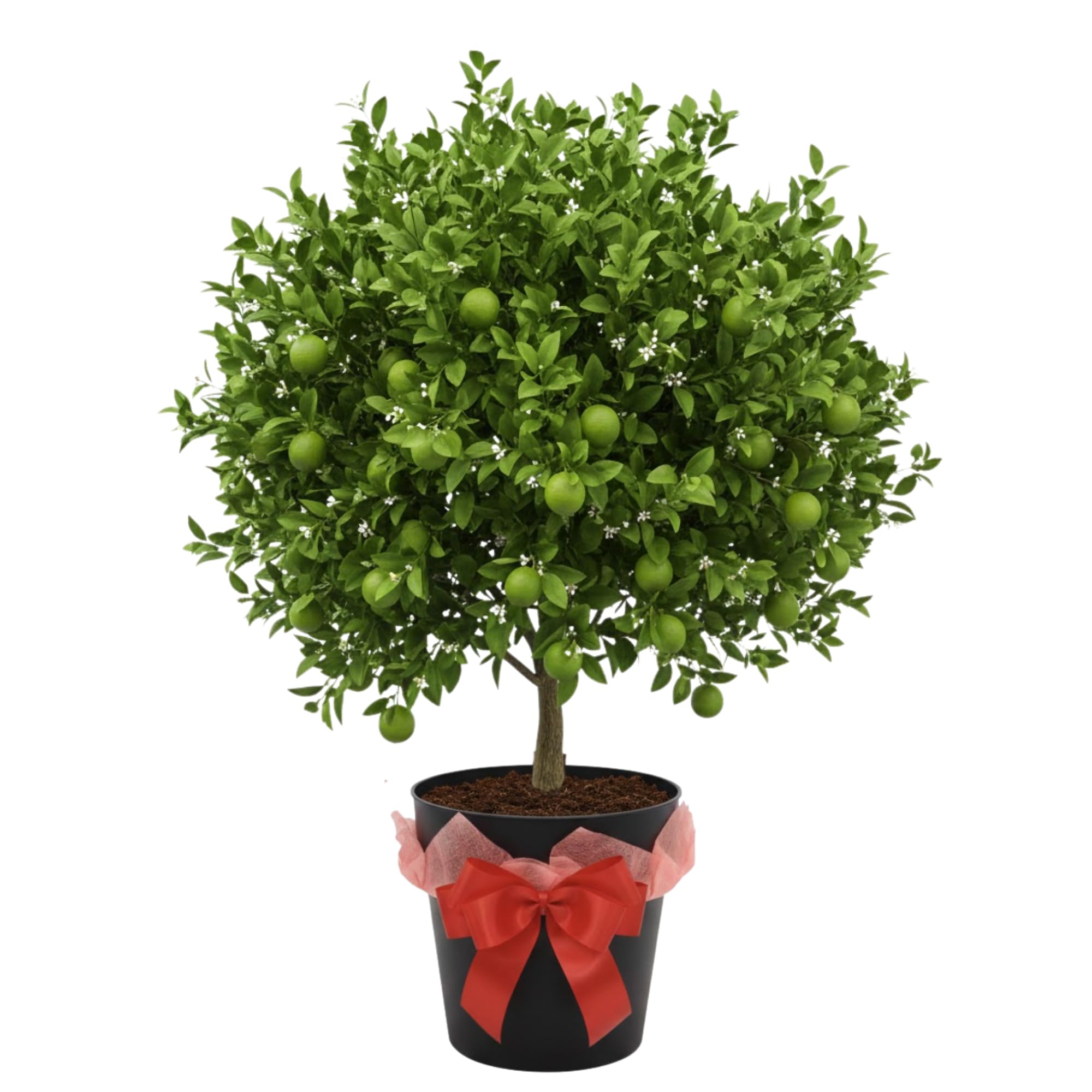 Bearing Fruit Thai Lime Tree Live Plant 2 Years Old, in 3 Gallon Pot, Already Bearing Fruit, Cold Hardy and High-yielding, Fragrant Citrus Trees