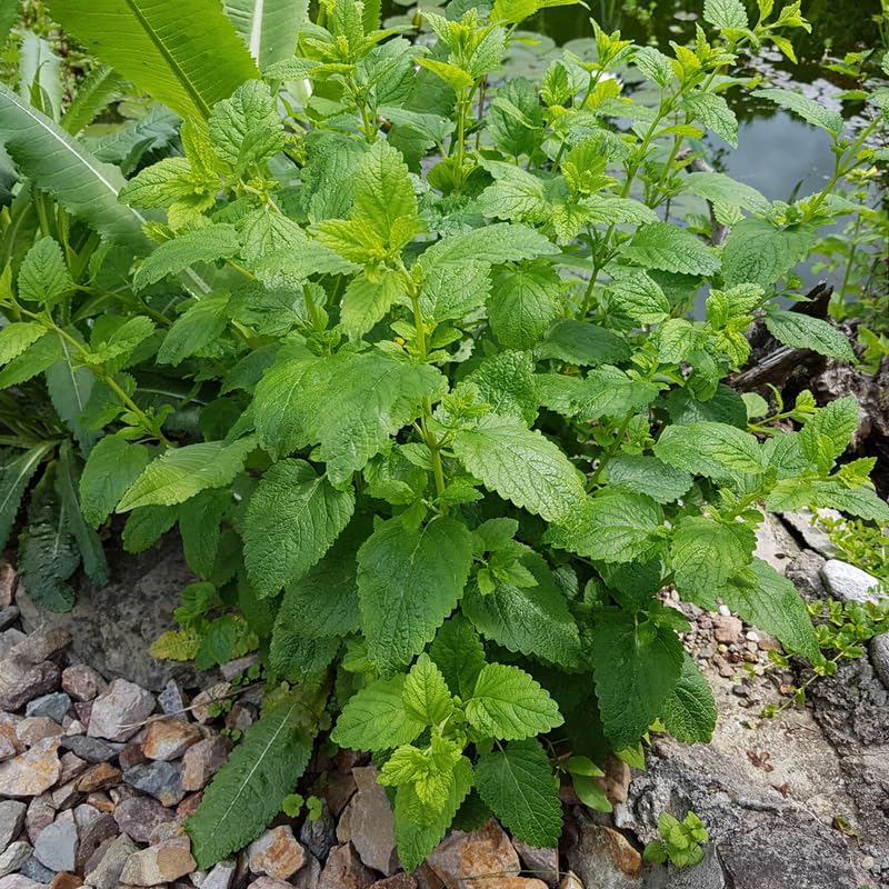 Set of 3 Lemon Balm Live Plants, Fragrant Herb Starter 4-7 Inches, Easy Care Garden Container