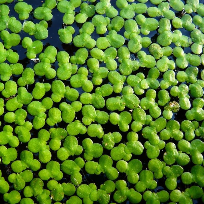 4000 Duckweed Plants, Green Duckweed Floating Aquarium Plants