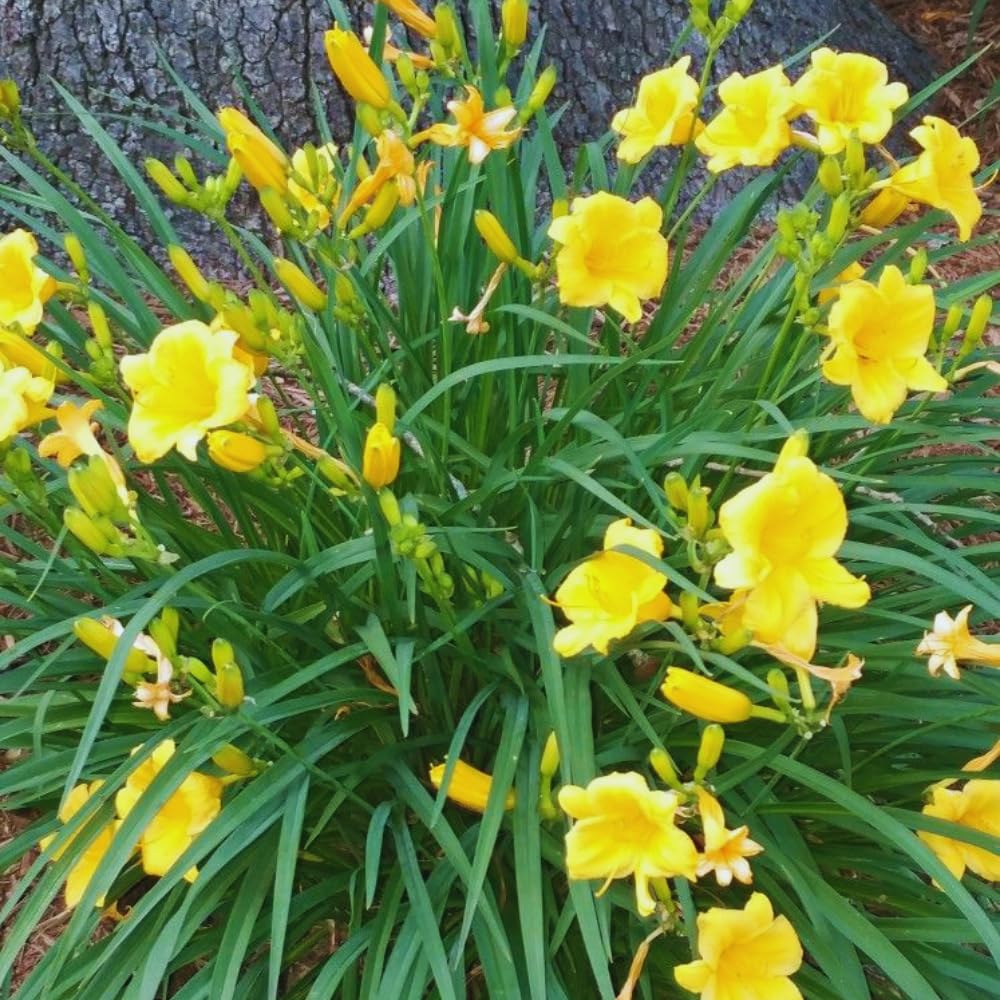2 Yellow Daylily Plants Live, Daylilies Flower Plant for Gardening