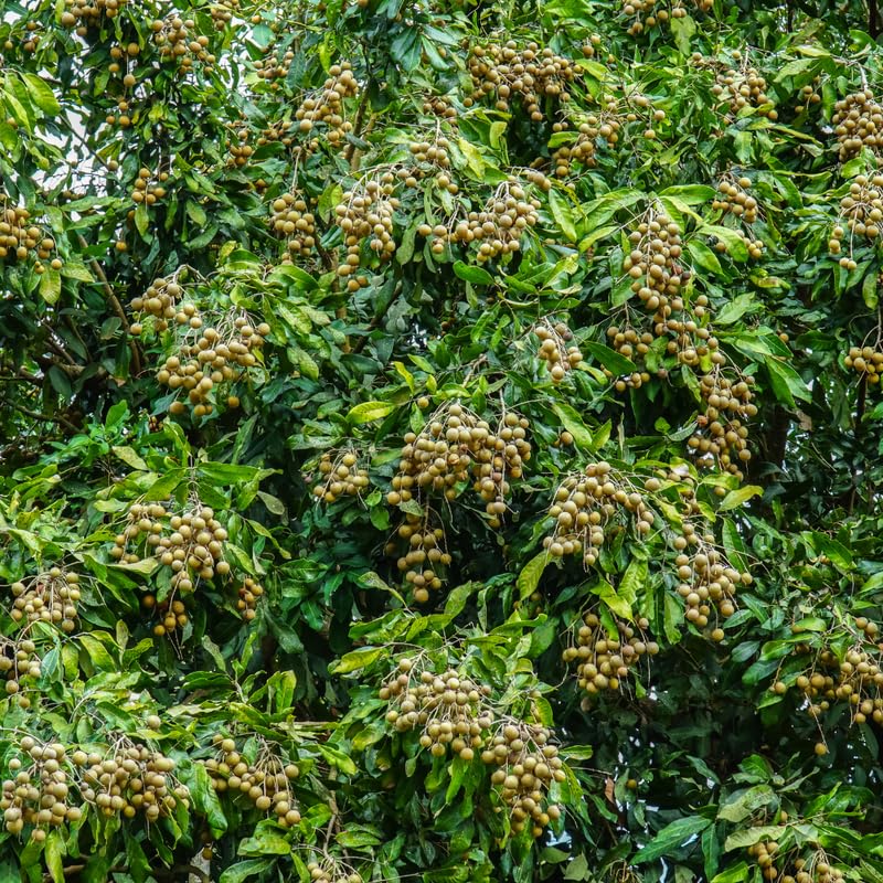 Longan Tree Live Plant, 2 to 3 Feet in Height, Sweet Longan Fruit Plant for Planting Outdoor