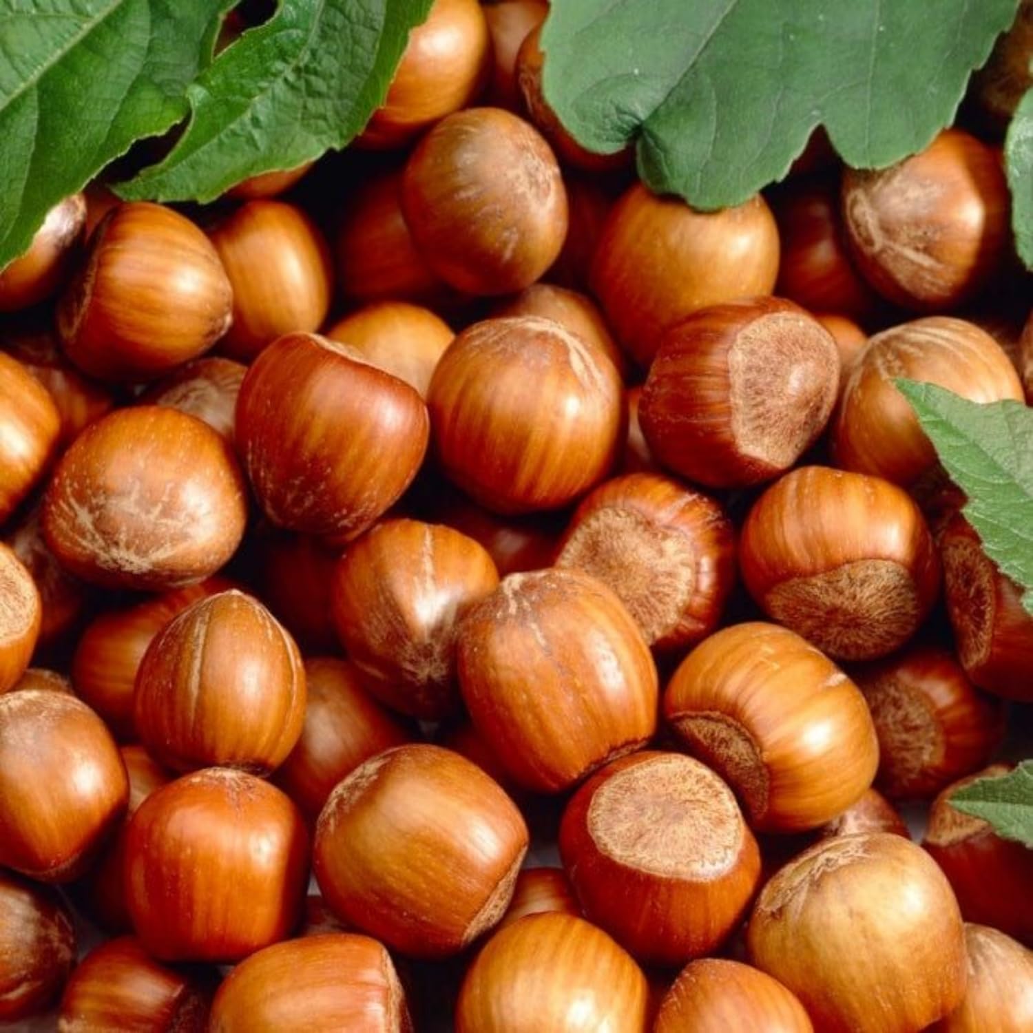 Hazelnut Tree Plant Live, 1-2 Feet Tall Fully Rooted, Fast-Growing Nut Tree, Edible Cold Hardy Fruit Trees, Winter Dormant