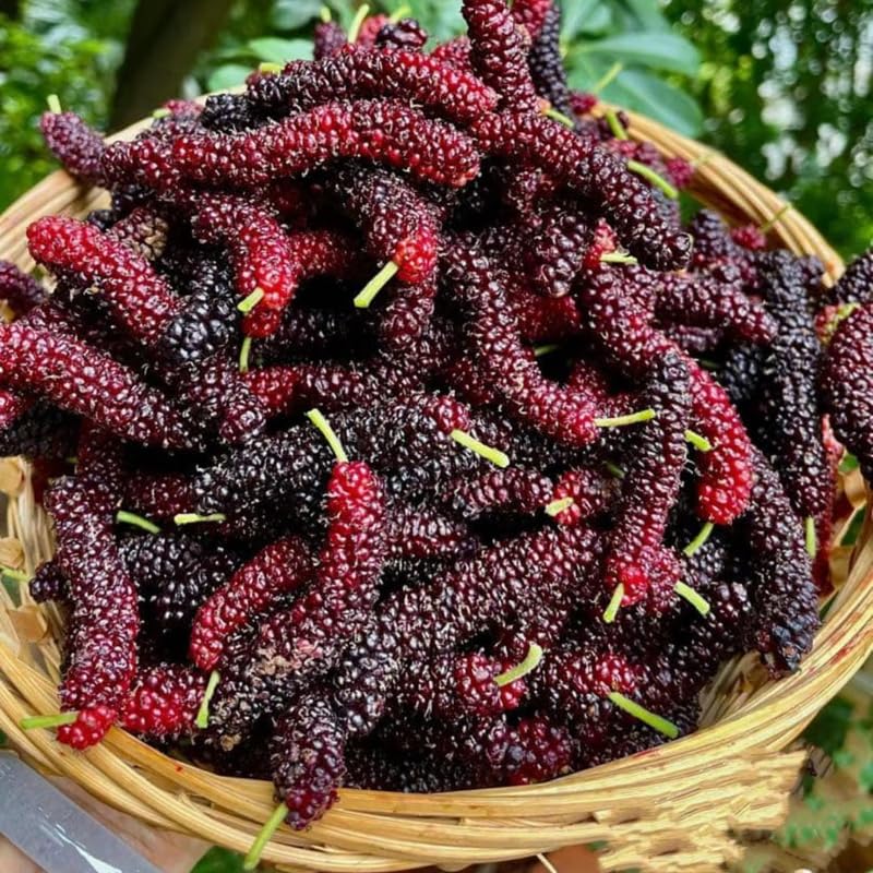 Pakistan Mulberry Tree, 4-8 Inch Hardy Mulberry Tree Live Plant, Sweet Berry Mulberries Fruit Tree Bush Plants for Planting Home Garden, Well Rooted