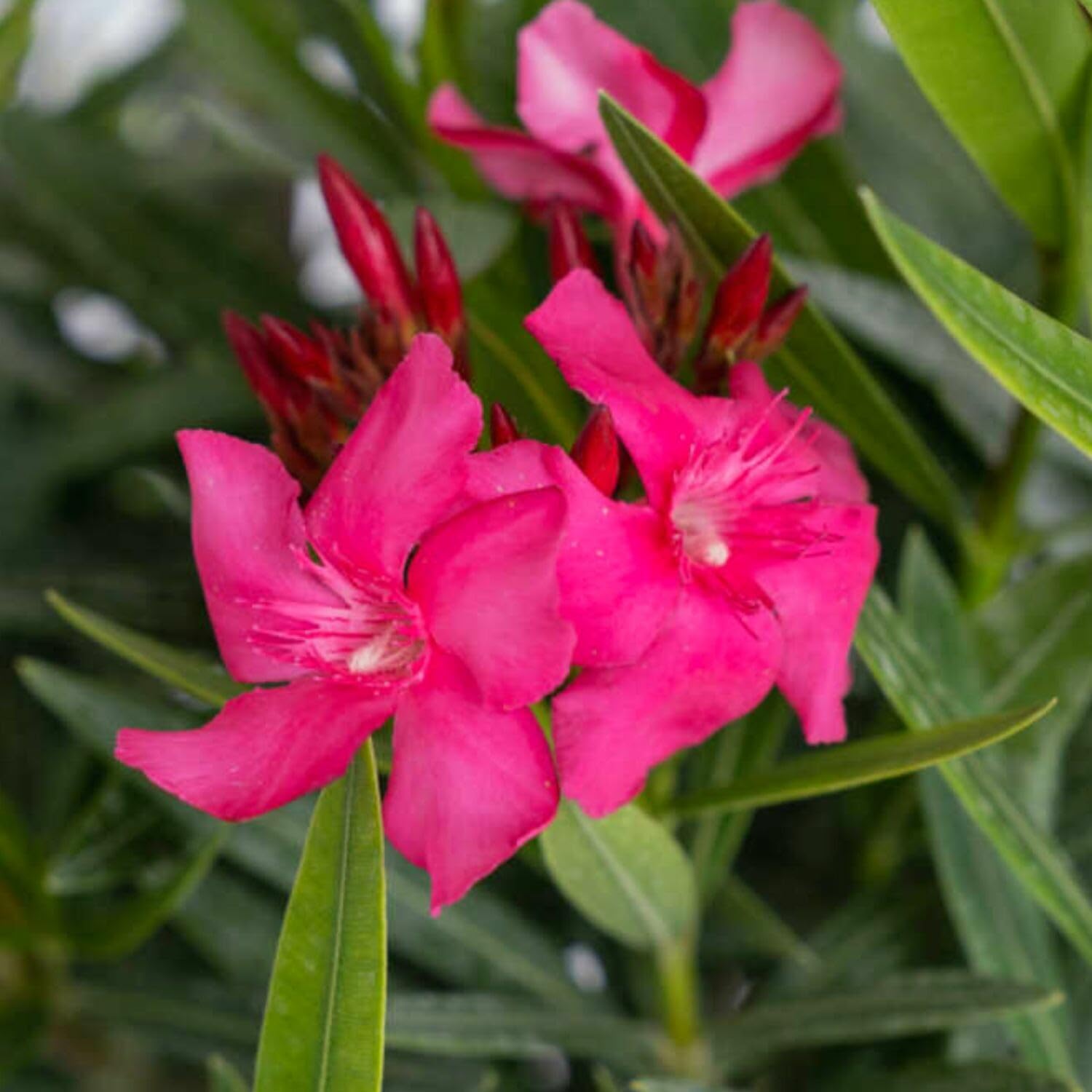 3 Oleander Plants Live, Pink Flower Plants, Live Oleander Plant, 5 to 8 Inches Tall