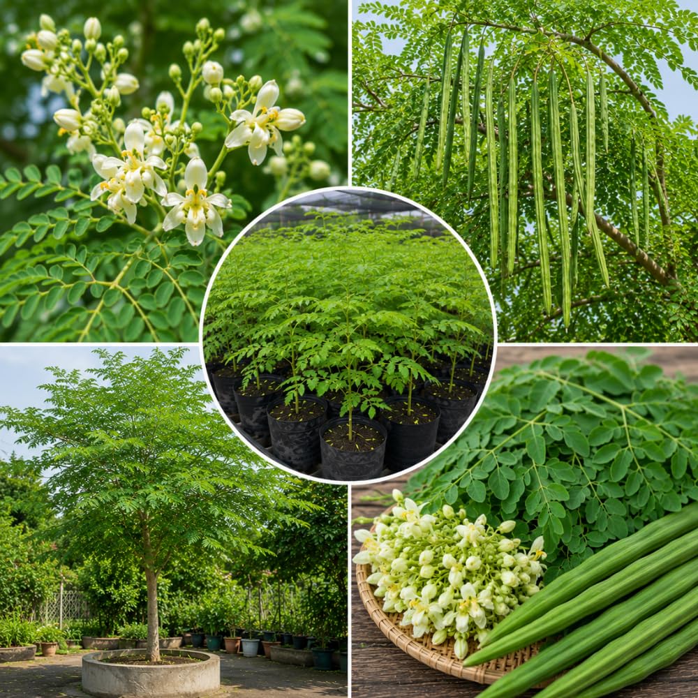 Live Moringa Tree Plant 1-2 Feet Tall, Moringa Oleifera Drumstick in 1 Gallon Pot, Easy Care Tropical Plant with Edible Green Leaves for Planting, No Ship to CA