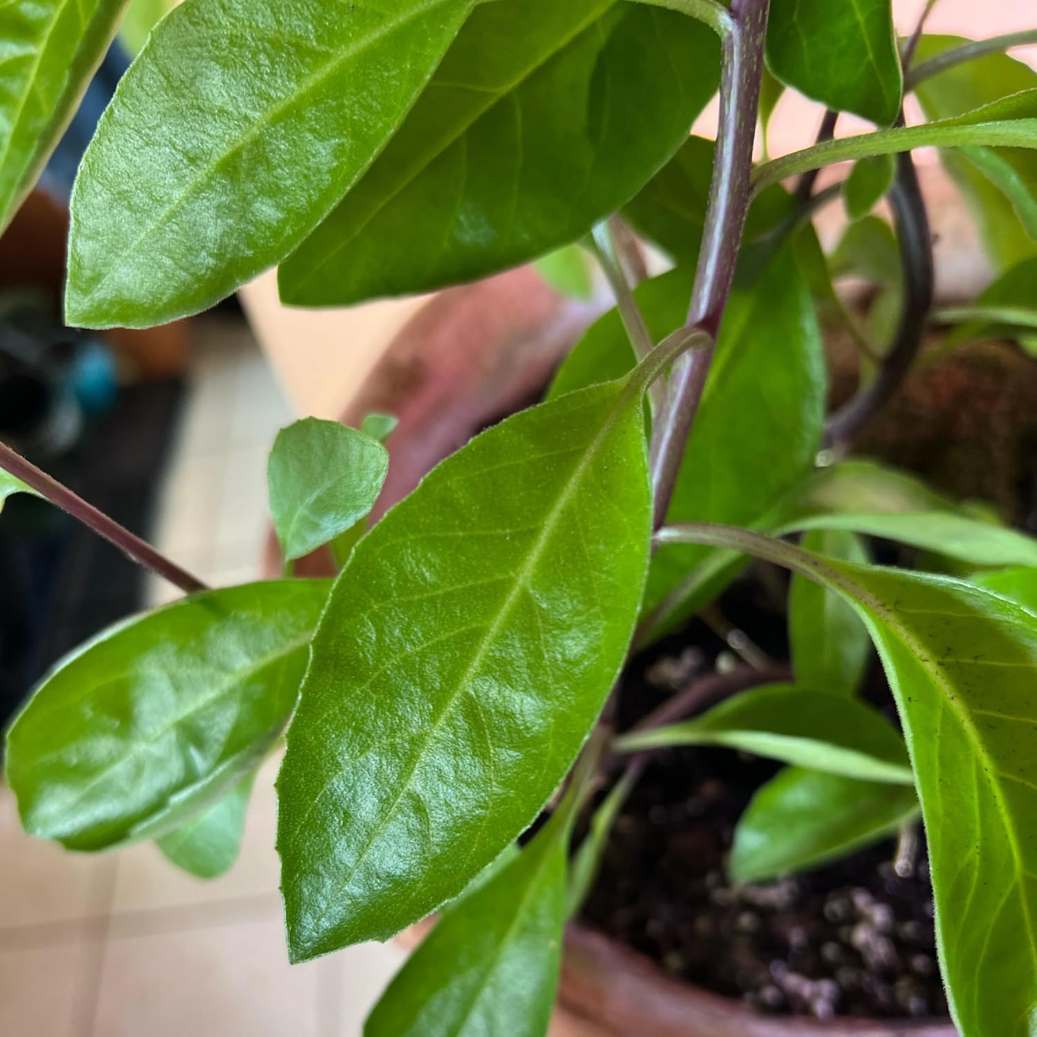Longevity Spinach Plant Live, Longevity Spinach Live Plants, Vegetable Plants Live Outdoor Garden 4 to 6 Inches Tall