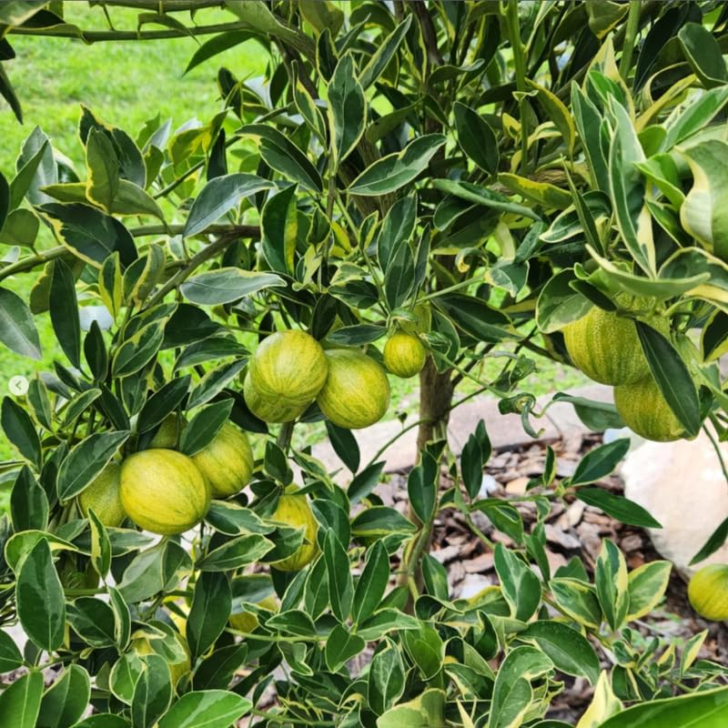 Variegated Kumquat Live Tree in 3 Gallon Pot, Citrus Fruit Plant 1–3 Ft Tall, Ideal for Patio Growing, No Ship to CA
