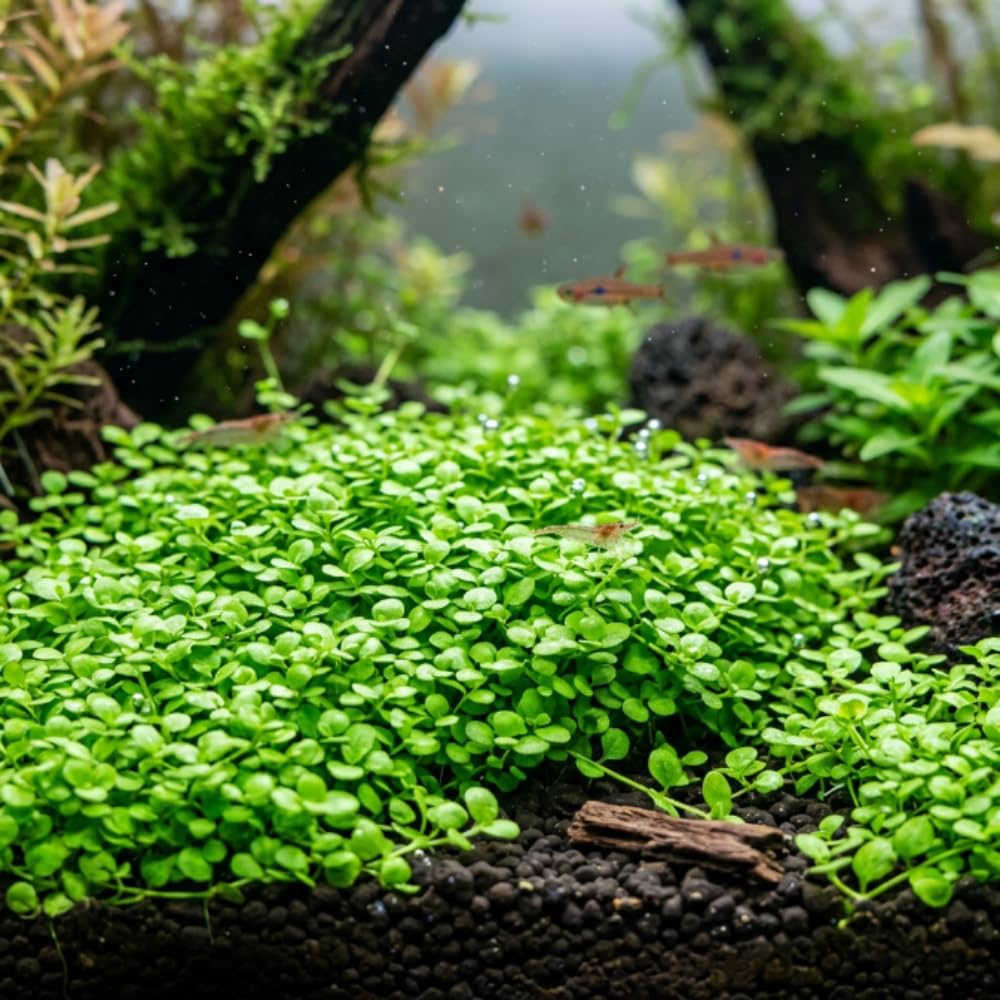 Big Baby Tears Live Aquatic Plant, 1 Portion, Freshwater Plant