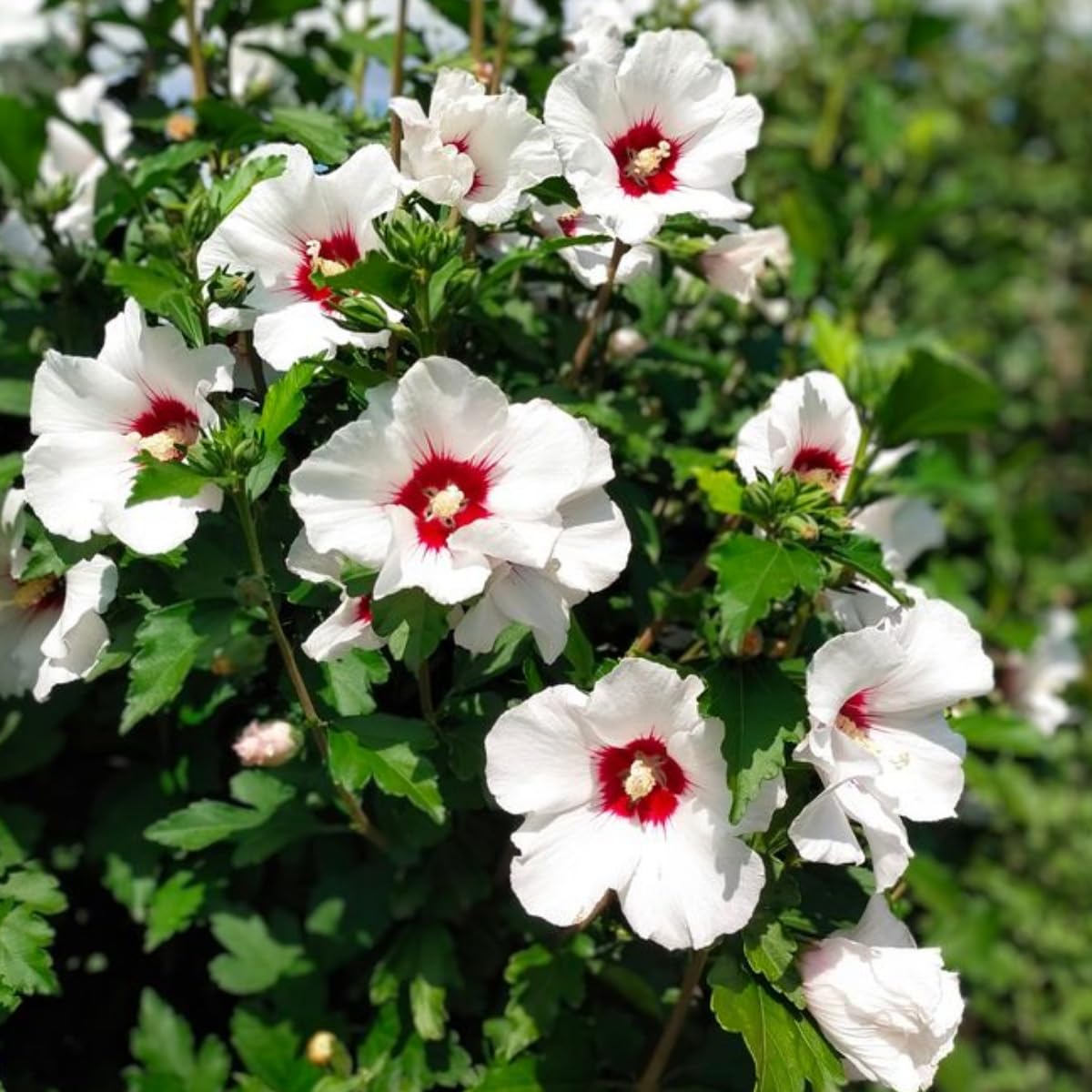 White Rose of Sharon Live Plant, 6-12" Tall Althea Hibiscus Plants in Quart Pot, Perennial Hardy Hibiscus Plant Bush for Outdoors Garden, Dormant in Winter