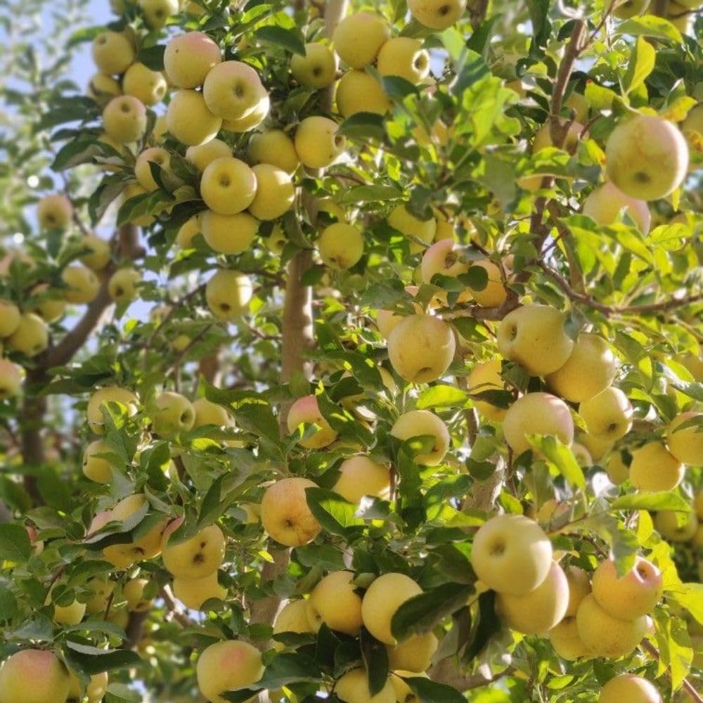 Golden Apple Trees Live Plants 3-4 Feet Tall, Sweet Apple Fruit Plants Live 3 Gallon Pot, Hardy Fruit Trees for Planting, No Ship to CA