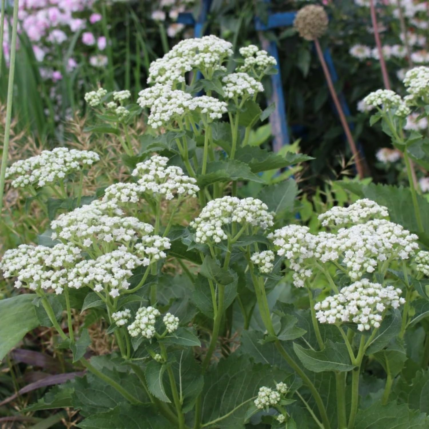 Milkweed Plants Live, 4 White Milkweed Live Plants, Asclepias Tuberosa Plants Flower Plant from 5 to 9 Inches Long, Indoor, Outdoor