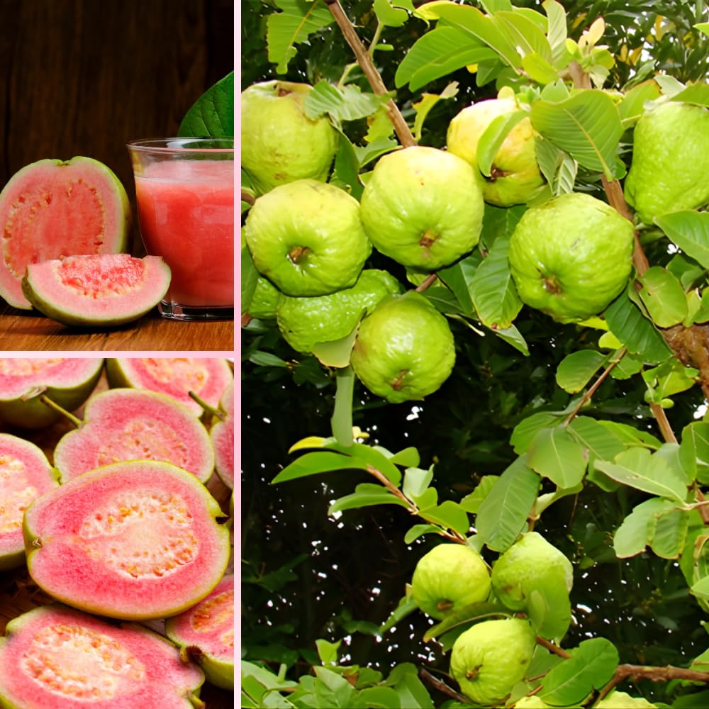 Red Guava Tree Live Plant, Tropical Guava Fruit Tree for Planting, Sweet Fruit, 2-3' Tall in 3 Gallon Pot, No Ship to CA