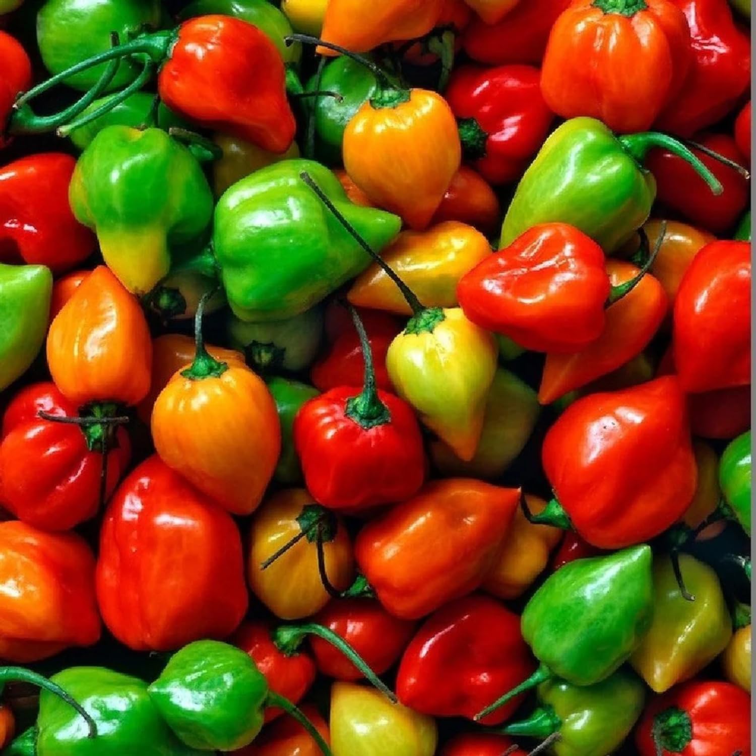 Mixed Habanero Pepper Seeds for Planting, 100 Seeds, 4 Hot Pepper Varieties