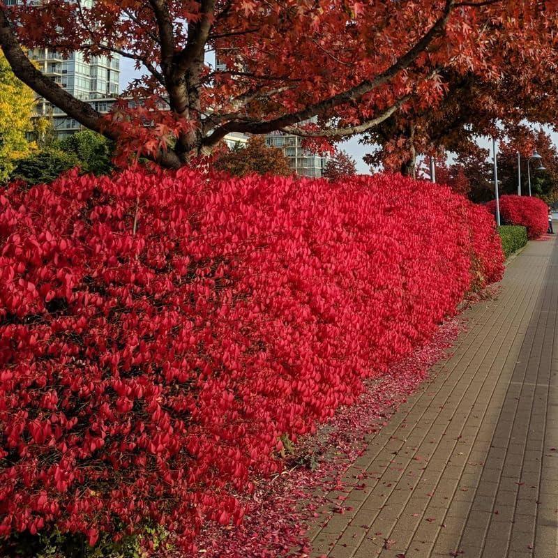 Dorrmant Dwarf Burning Bush in 2.5'' Pot, Vibrant Red Foliage, Hardy Shrub for Planting Outdoor, No Ship to NY, NH, MA, VT