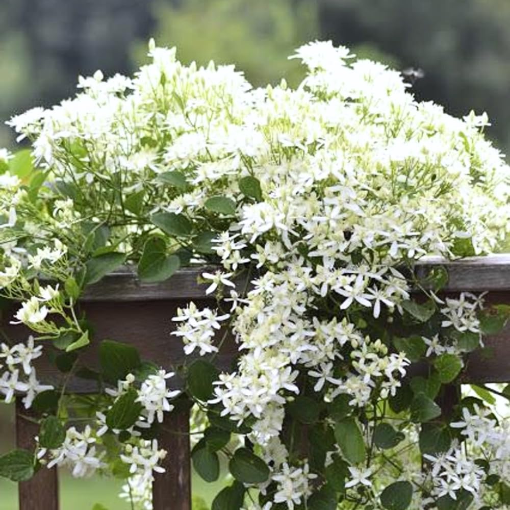 Pack 3 Sweet Autumn Clematis Live Plants, Well-Rooted 4” Pots Clematis Vines, Fragrant White Flowering Climber for Trellises and Landscapes