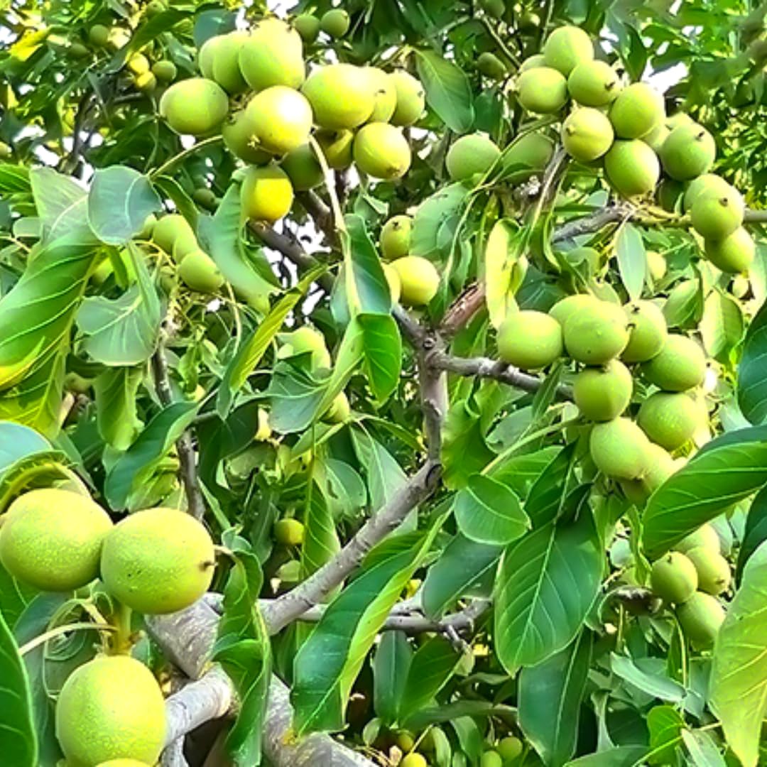 English Walnut Trees Live Plants, 2-3Ft Cold Hardy, Dormant, 1 Year Old Walnut Butternut Like, Walnuts Trees for Spring Planting
