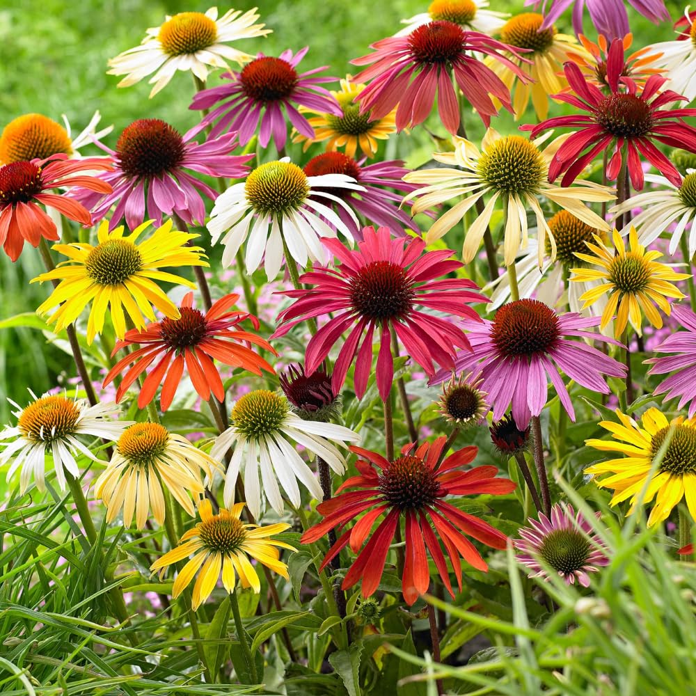 2 Random Coneflower Plants Live, Echinacea Live Plants Coneflower Perennial, 3-5” Tall, Well-Rooted Plug