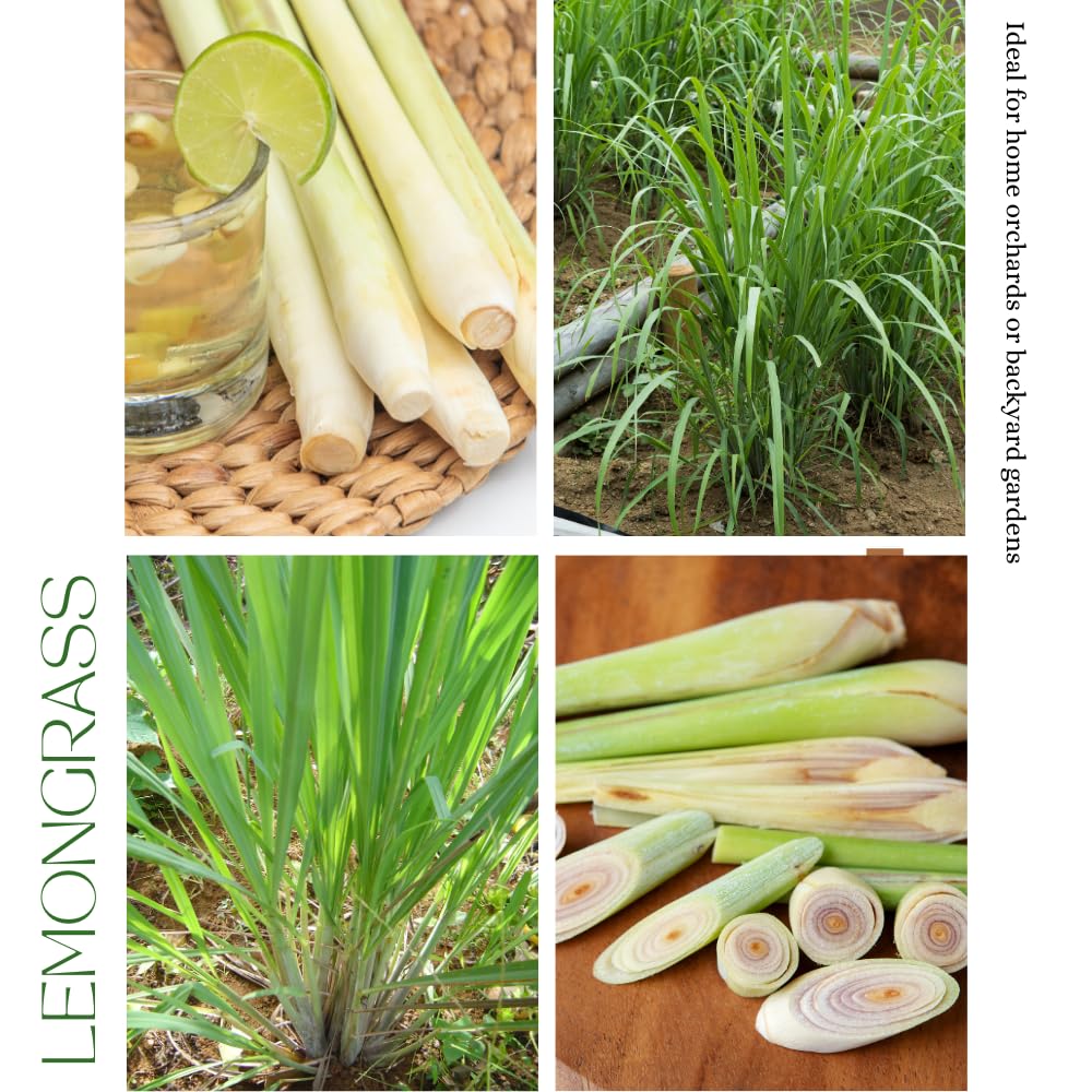 5 Lemon Grass Live Plants, Lemongrass Plant, 1 Feet Tall, Fragrant Herb for Patio and Garden