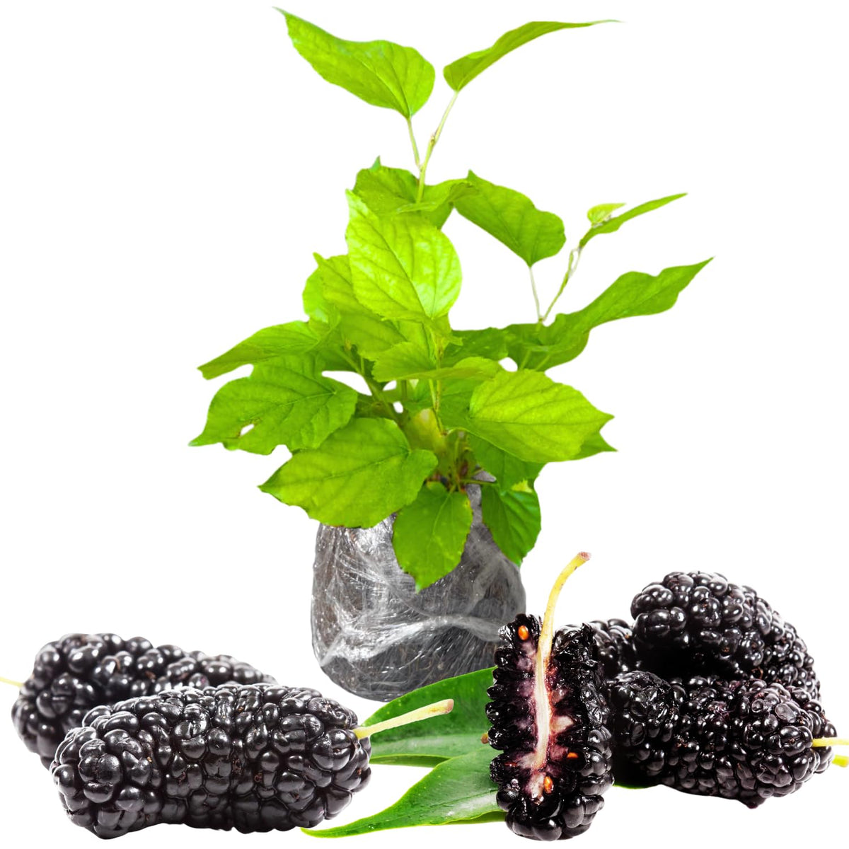 Dwarf Everbearing Mulberry Trees 6-8 Inches Tall Starter Plants - Edible Mulberries Fruit to Grow Outdoor - Sweet Mulberry Plants Live for Planting
