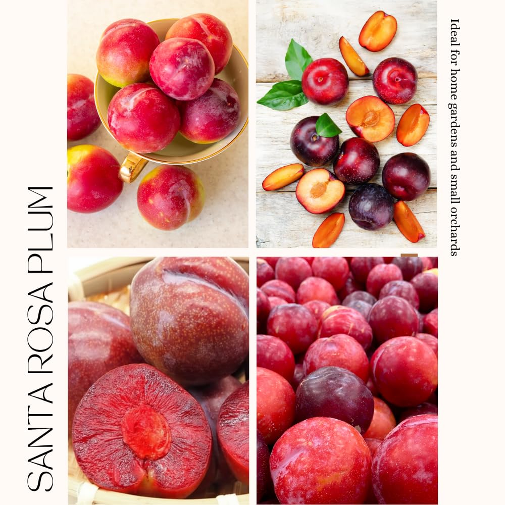 Santa Rosa Plum Tree Live Plant, Rosa Plum Plant Live in 3 Gallon Pot, 3 Feet Tall, Well Rooted, Tropical Fruit Tree for Outdoor Garden, No Ship to CA
