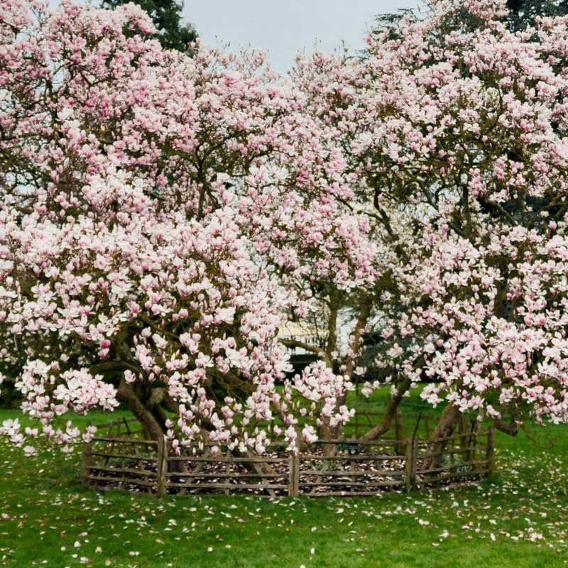 Jane Magnolia Tree, Magnolia Trees Live Plants, 3 Feet Tall in 3 Gallon Pot, Pink Flower Shrubs for Outdoor Growing, No Ship to CA