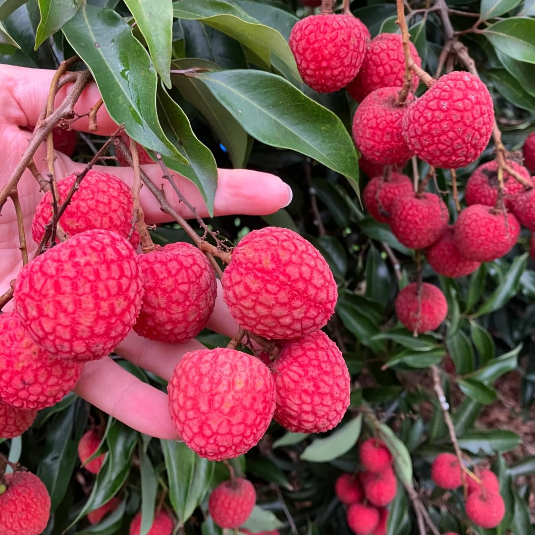 15 Lychee Seeds, Lychee Fruit Seeds for Planting Outdoor, Heirloom Seed