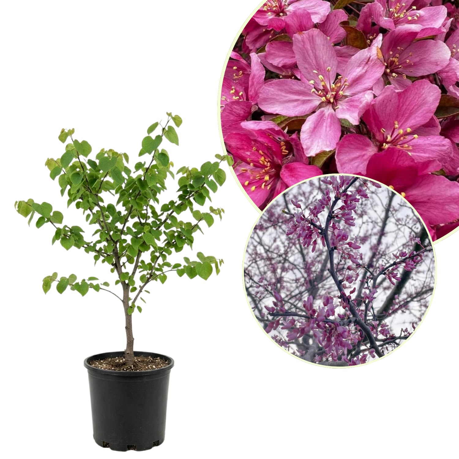 Eastern Redbud Tree Plant Live, Pink Purple Redbud Plant 1-2 Feet Tall, Hardy Ornamental Flowering Tree for Outdoor Landscape
