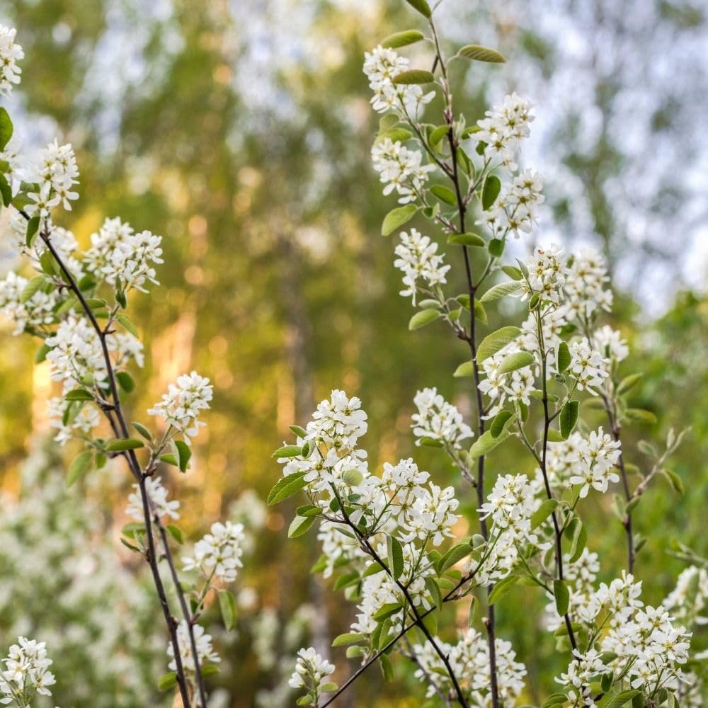 Serviceberry Plant, 4-8" Tall Serviceberry Tree Plant for Outdoor Garden