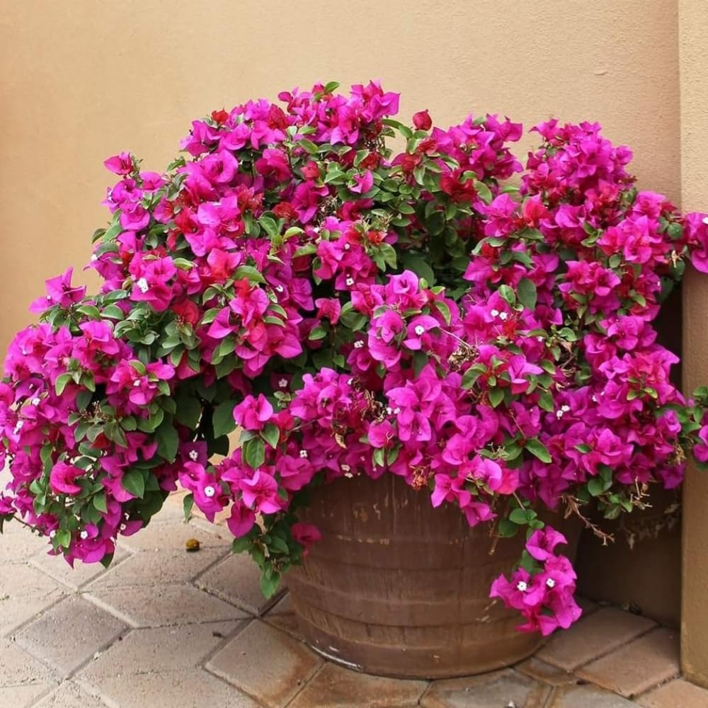 Set of 2 Bougainvillea Plants, Tropical Flowering Bougainvillea, Colorful Perennial Blooms, 5-8 Inches Tall for Indoor or Outdoor Planting (Pink Bougainvillea)