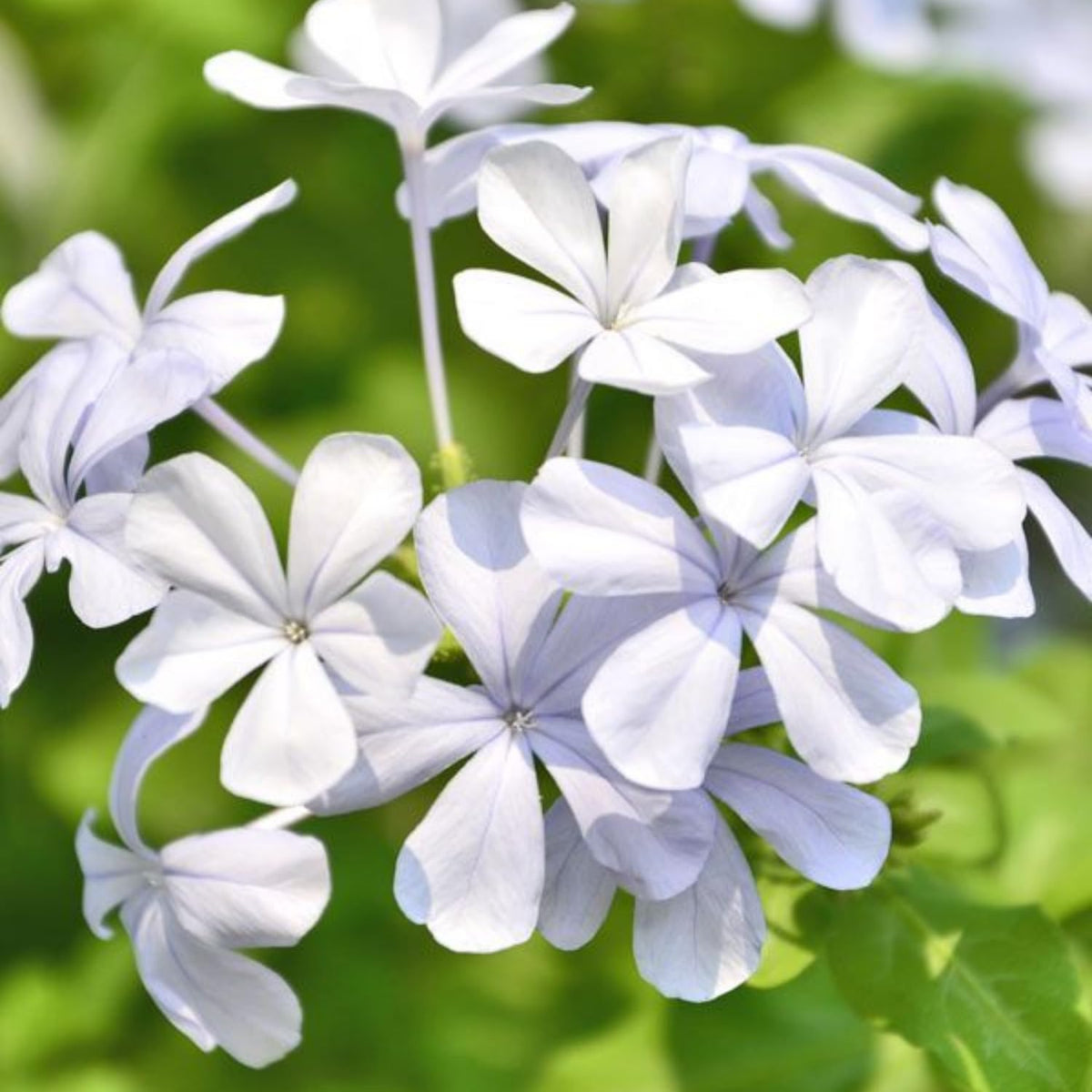Set 4 Plumbago Plants 4–6'' Tall, Vibrant Flowering Shrubs for Garden or Containers, Well Rooted, Ready to Grow (White)
