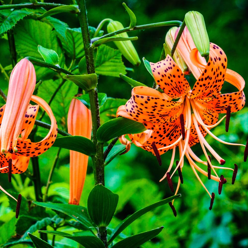 10 Tiger Lilies Bulbs for Planting, Turks Cap Lily Bulbs, Perennial Flower Bulb