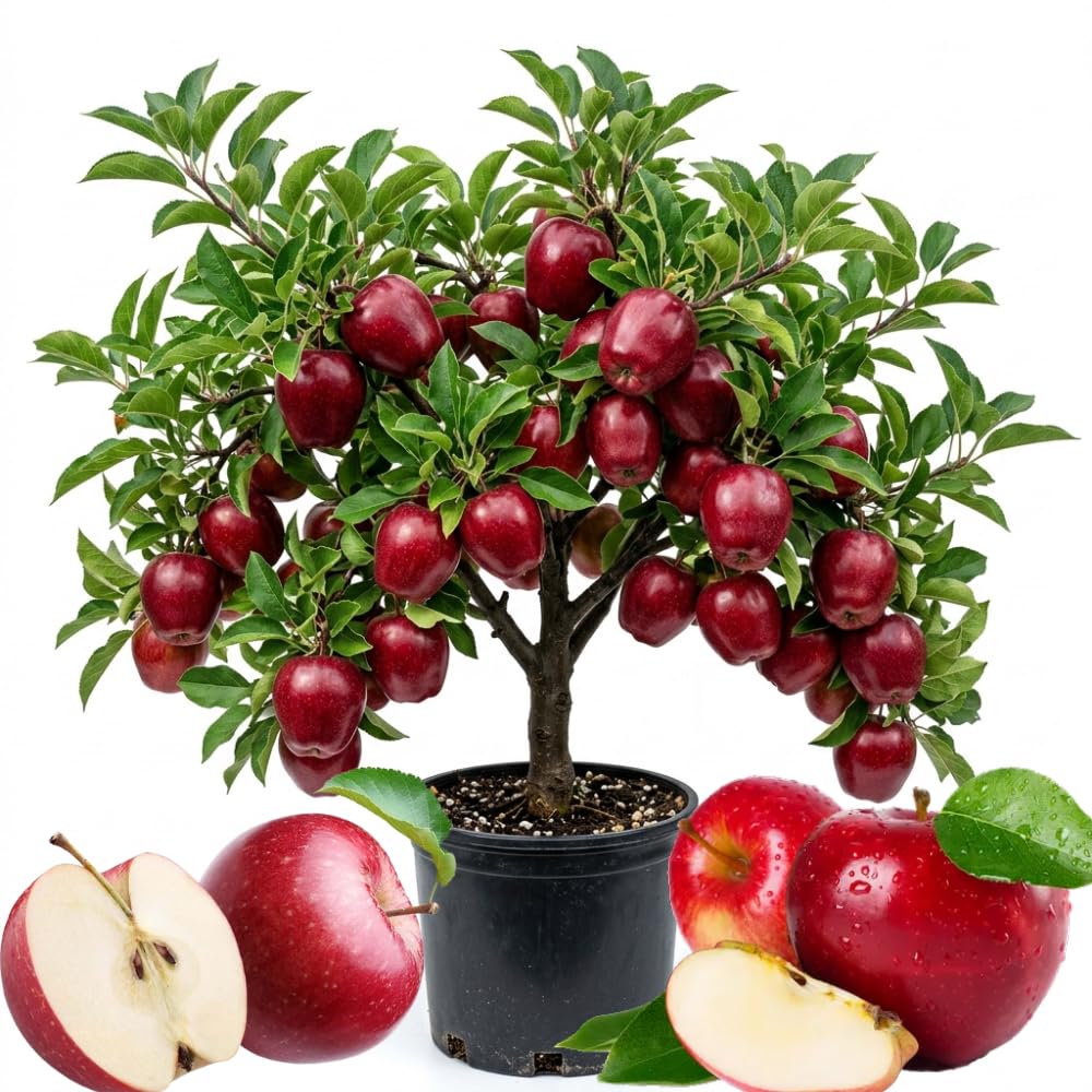 Apple Plant Live, Sweet Apple Plant in 3 Gal, 3-4 Feet Tall, Apple Fruit Tree Outdoor Garden, No Ship to CA (Red Delicious Apple)