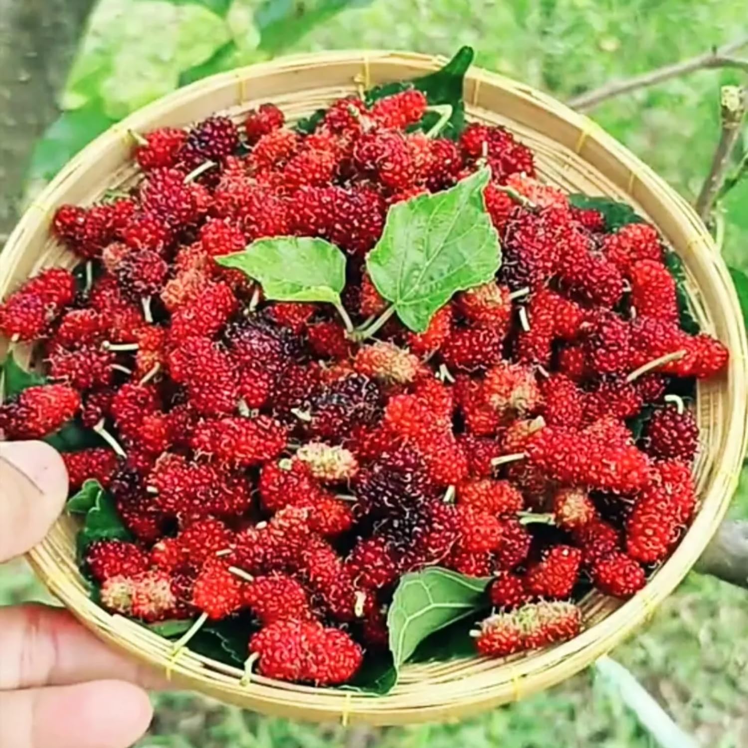 Red Mulberry Tree Live Plant Well-Rooted, Berry Seedlings Mulberries Fruit Edible, Outdoor Planting, 4-8 Inc Tall, No Pot