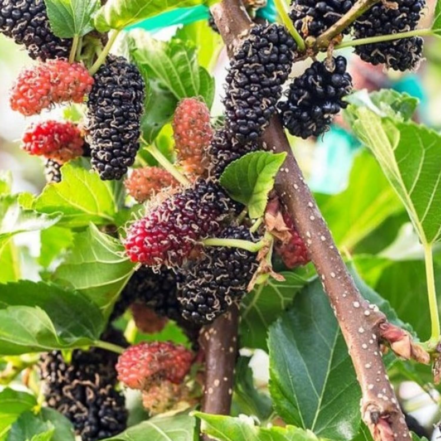 2-Pack Dwarf Mulberry Plants Live, Mulberry Fruit Trees, Hardy Mulberry Trees Live Plants, Mulberry Seedlings, 5-9 Inch Tall