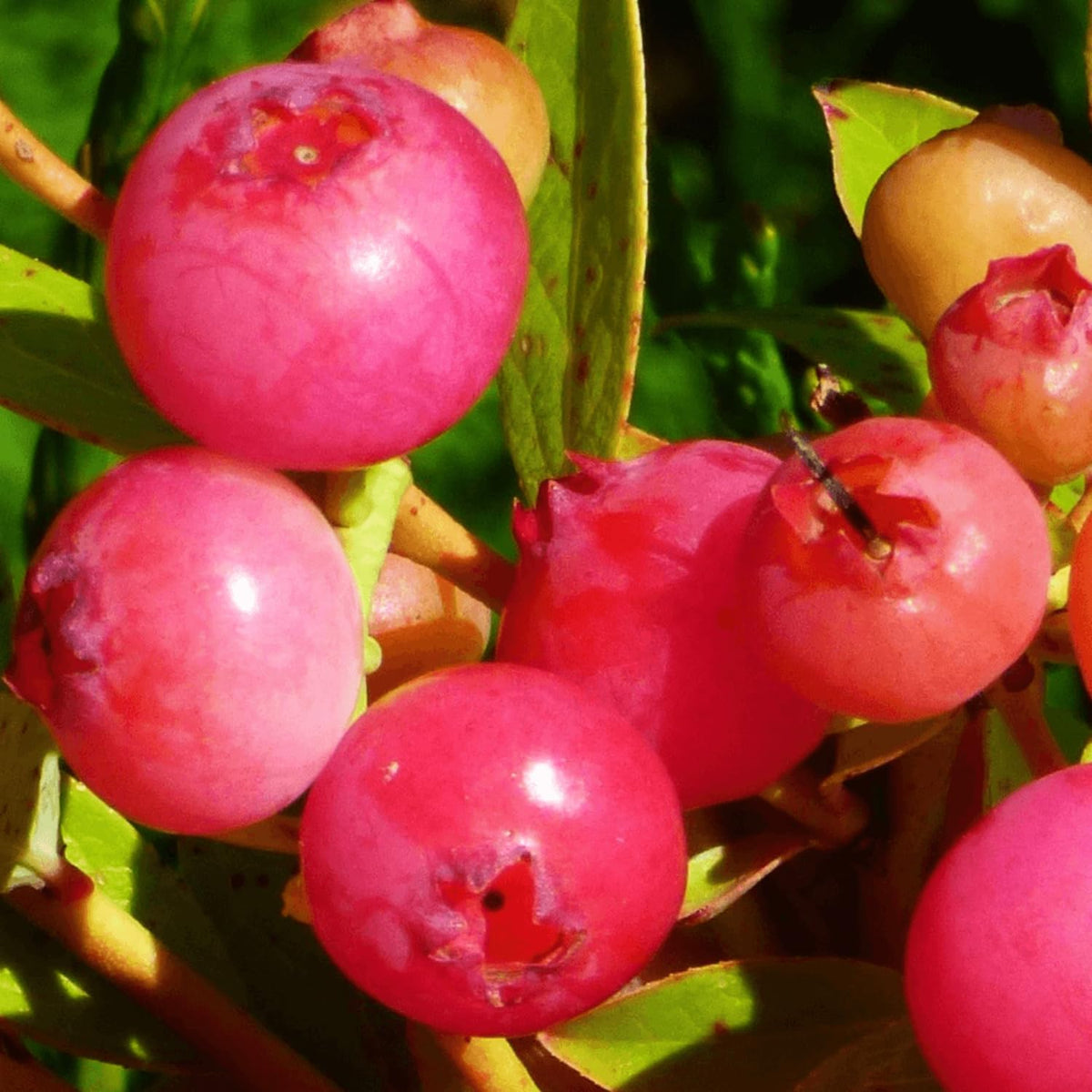 Set 2 Pink Lemonade Blueberry Bushes Live Plants, Blueberry Plants Live for Planting, Blueberry Fruit Trees, 5-9 Inch Tall