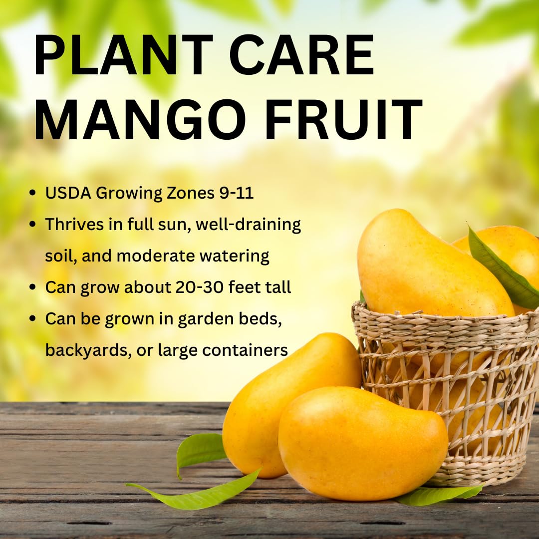 Mango Tree Live Plant, Sweet Mango Plant, Tropical Fruit Tree in 3 Gallon Pot for Outdoor Planting (Ken Mango)