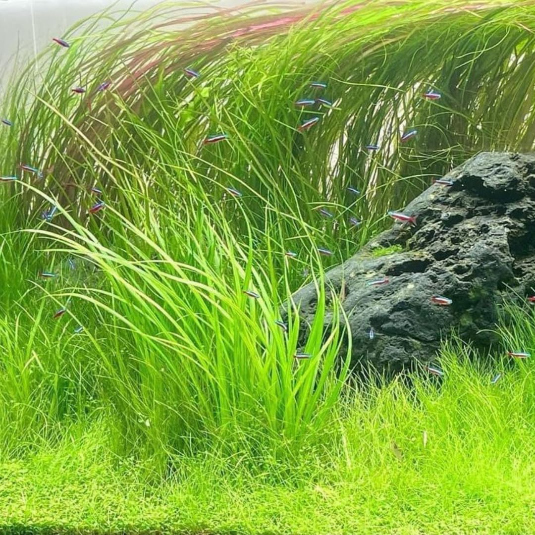 Dwarf Hairgrass Aquarium Plant Live for Growing