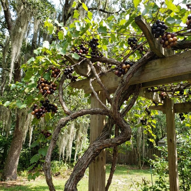 Dark Grape Plant Live, Sweet Grapes Vines, 6 Months Old, Sweet Grape Fruit Tree for Planting 4-8'' Tall