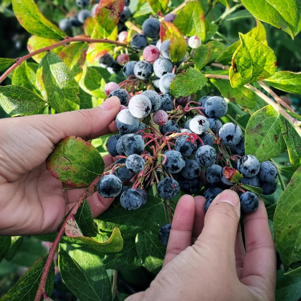 2 Blueberry Bushes Live Plant, 4-6'' Tall Well Rooted Plant, Sweet, High-Yielding, Hardy Blueberries for Garden or Containers (Jewel Blueberry)