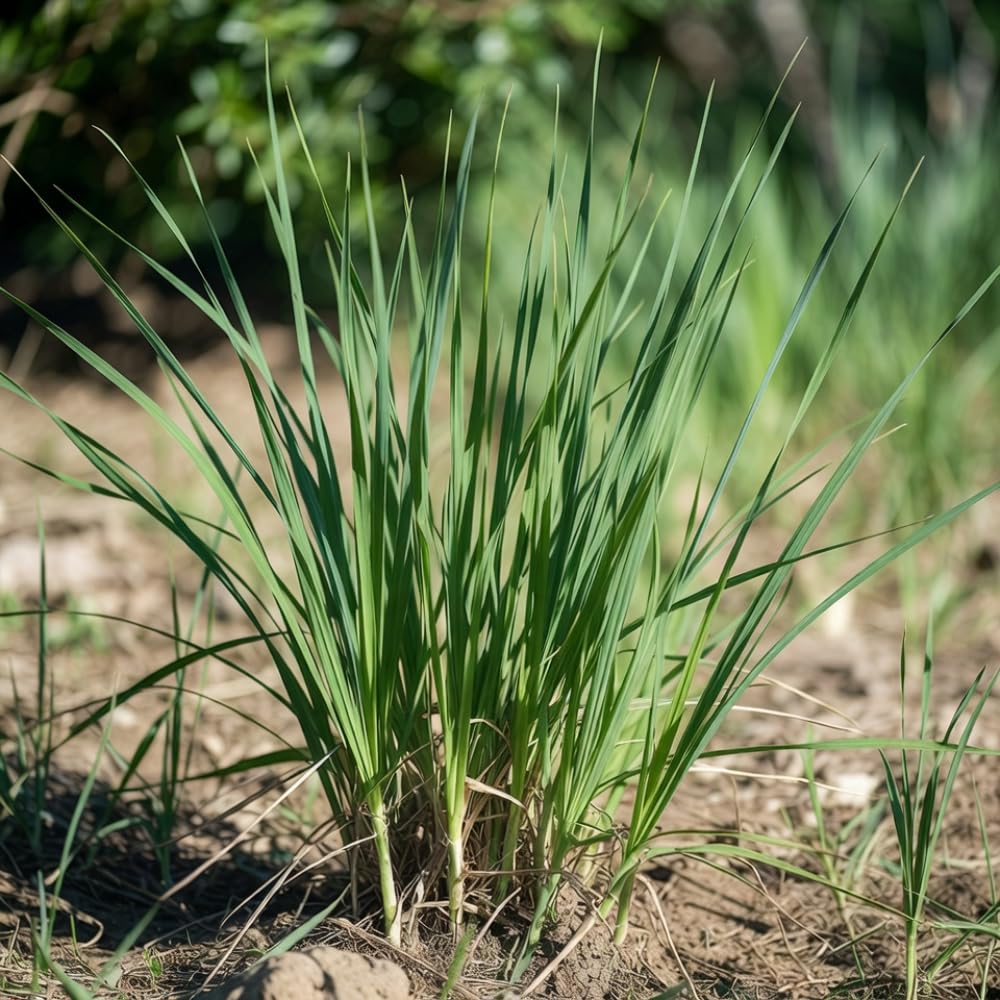Set 5 Lemongrass Plant Live in 1 Gal Pot, Lemon Grass Fast Growing, Fragrant Herb Shrub for Indoor Outdoor Planting