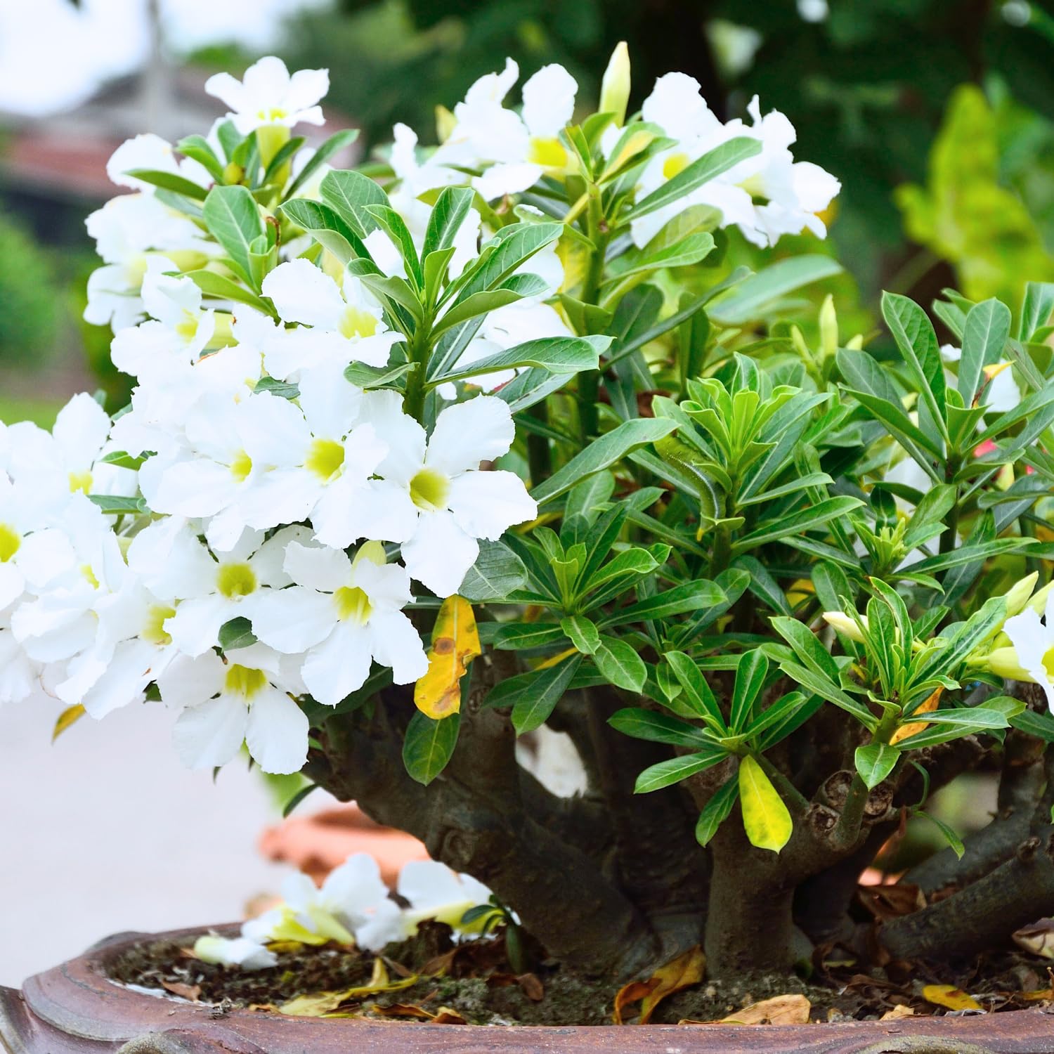 White Desert Rose Plant Live, Adenium Desert Rose Bushes Well Rooted, 4-7" Tall, Flowering Succulent Seedling